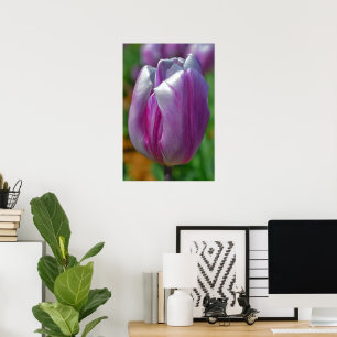 Lila Tulip Art Poster