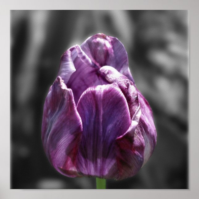 Lila Tulip-Blume, teilweise Farbe Poster (Vorne)