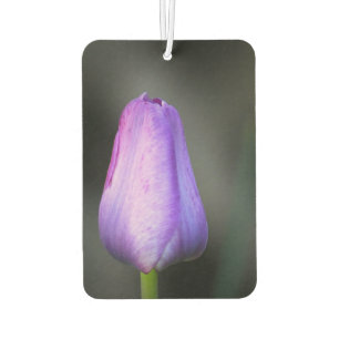 Lila Tulip Bud Autolufterfrischer