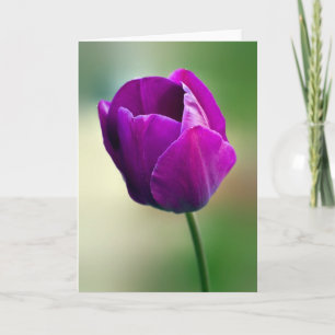 Lila Tulip Karte