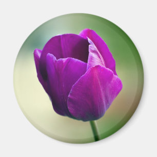 Lila Tulip Magnet