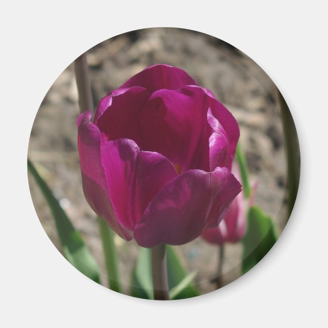 Lila Tulip-Magnet Magnet (Vorne)