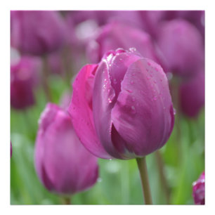 Lila Tulip mit Wassertropfen Foto Print
