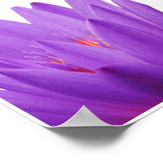 Lila Tulip Poster (Ecke)
