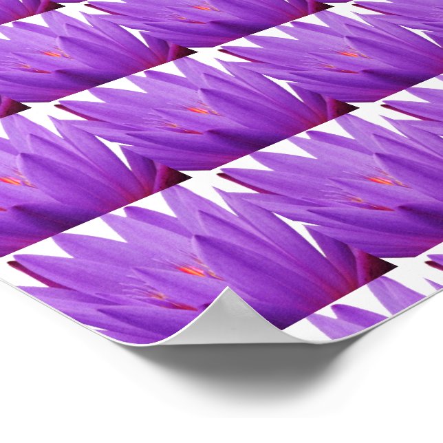Lila Tulip Poster (Ecke)