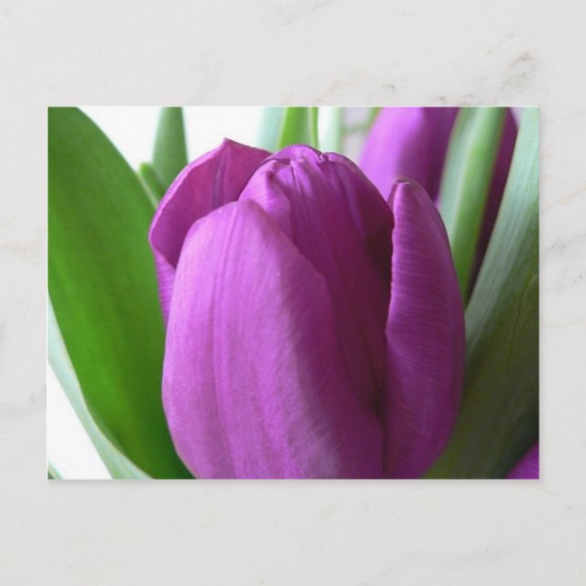Lila Tulip Postkarte (Vorderseite)