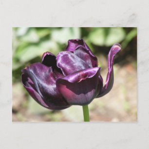 LILA TULIP POSTKARTE