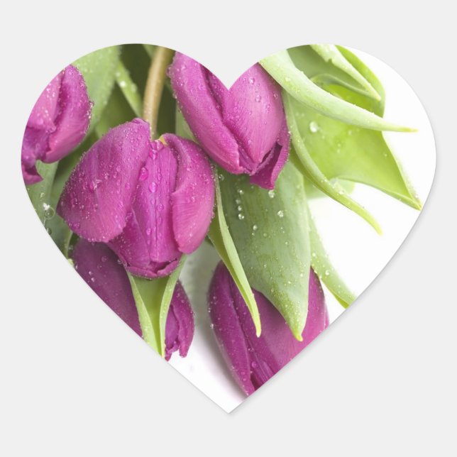 LILA TULIP UMSCHLAG AUFKLEBER STICKER (Vorderseite)