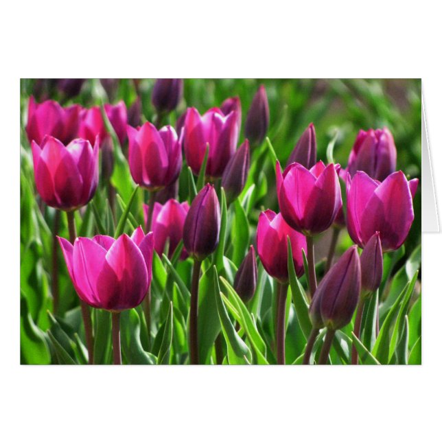 Lila Tulips (Vorderseite (Horizontal))