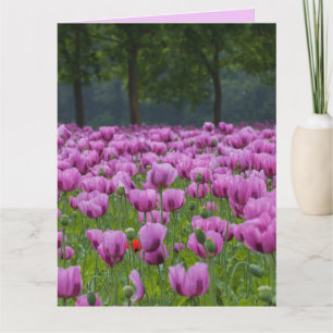 LILA TULIPS-BLUME BIRTHDAY GROSSE KARTEN