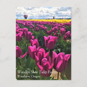 Lila Tulips in einem Feld mit Heißluftballon Postkarte