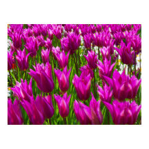 Lila Tulips in Keukenhof, Holland Print