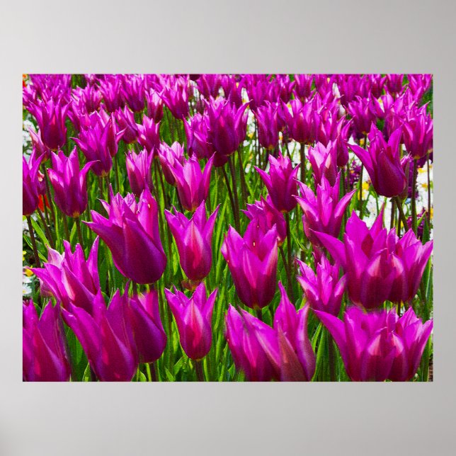 Lila Tulips in Keukenhof, Holland Print Poster (Vorne)