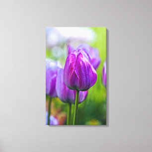 Lila Tulips Leinwanddruck