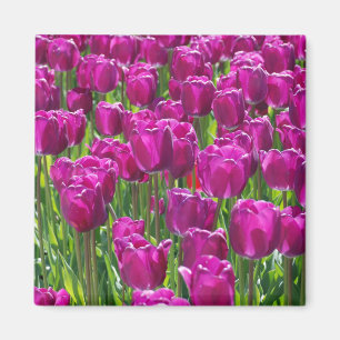 Lila Tulips Magnet