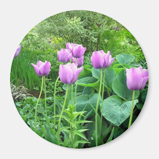 Lila Tulips Magnet