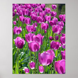 Lila Tulips Poster
