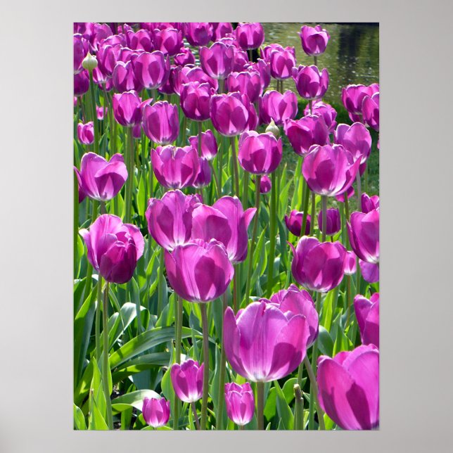 Lila Tulips Poster (Vorne)
