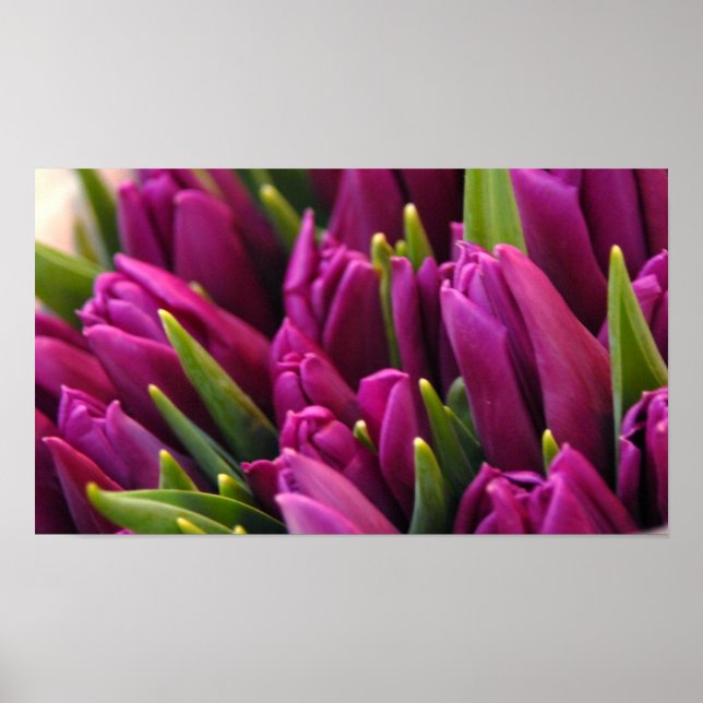 Lila Tulips Poster (Vorne)