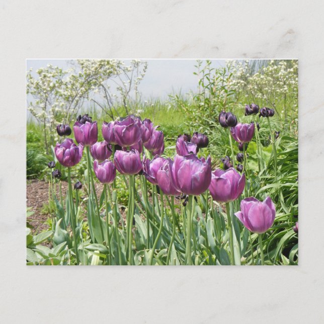 LILA TULIPS POSTKARTE (Vorderseite)