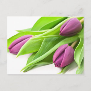 Lila Tulips Postkarte