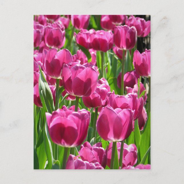 Lila Tulips Postkarte (Vorderseite)