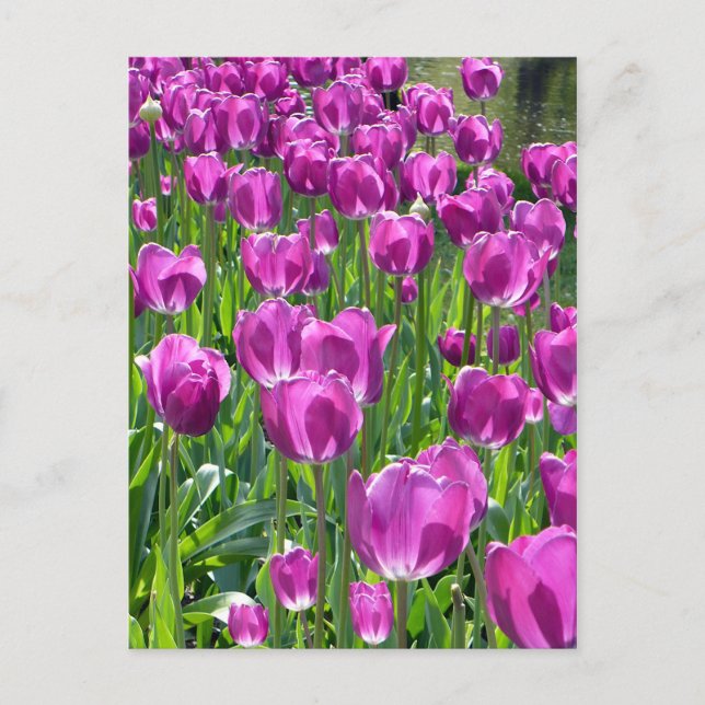 Lila Tulissen Postkarte (Vorderseite)