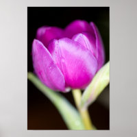 Lila Tulpe-Blume-Poster