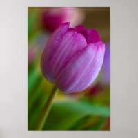 Lila Tulpe-Blume-Poster