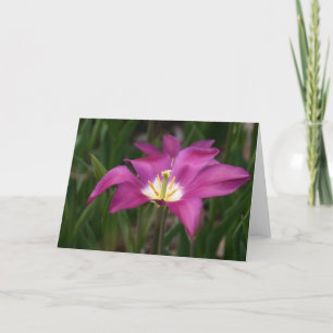 Lila Tulpe Karte