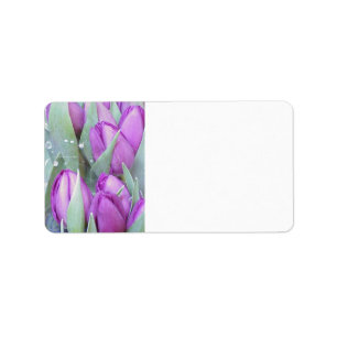 Lila Tulpen Adressaufkleber