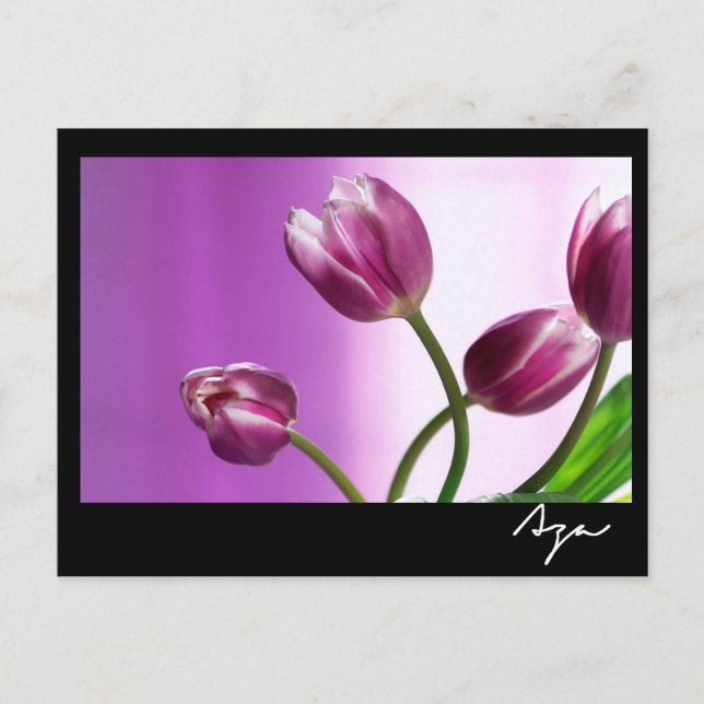 lila Tulpen Postkarte (Vorderseite)