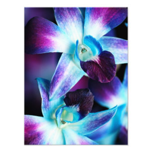Lila u. blaue Dendrobium-Orchidee kundengebundene Fotodruck