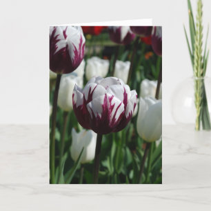 Lila u. weiße Tulpe-Gruß-Karte Karte