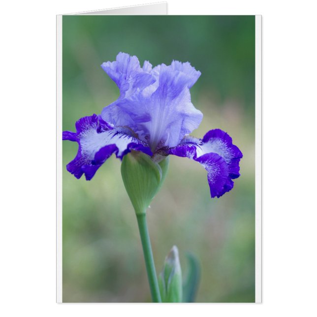 Lila und blaue Tallbär Iris Bloom (Vorne)