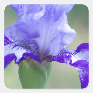 Lila und blaue Tallbär Iris Bloom Quadratischer Aufkleber