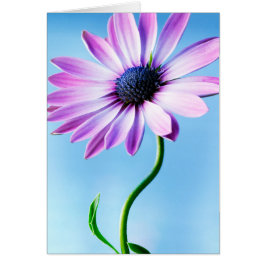 Lila und Blue Daisy Blume Floral Daisies Blume