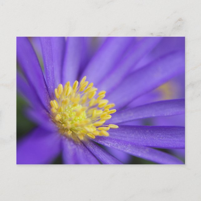 Lila und gelb postkarte (Vorderseite)