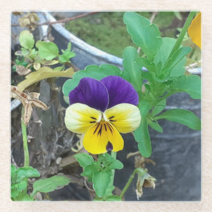 Lila- und Gelbblüte Glasuntersetzer