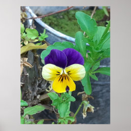 Lila- und Gelbblüte Poster