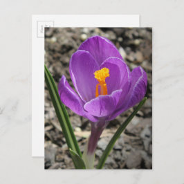 Lila und gelbe Crocus-Blume-Foto Postkarte