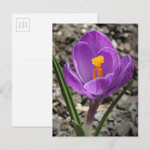 Lila und gelbe Crocus-Blume-Foto Postkarte
