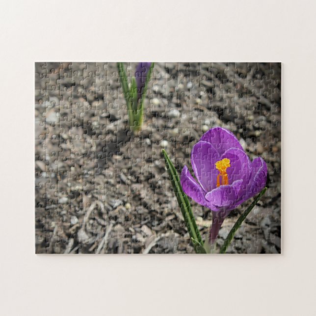 Lila und gelbe Crocus-Blume-Foto Puzzle (Horizontal)