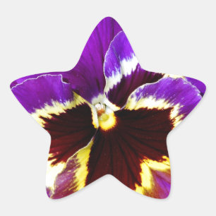 Lila und gelbe Pansy-Blume Stern-Aufkleber