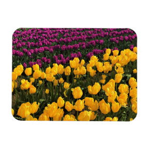Lila und gelbes Tulip-Feld, Oregon Magnet