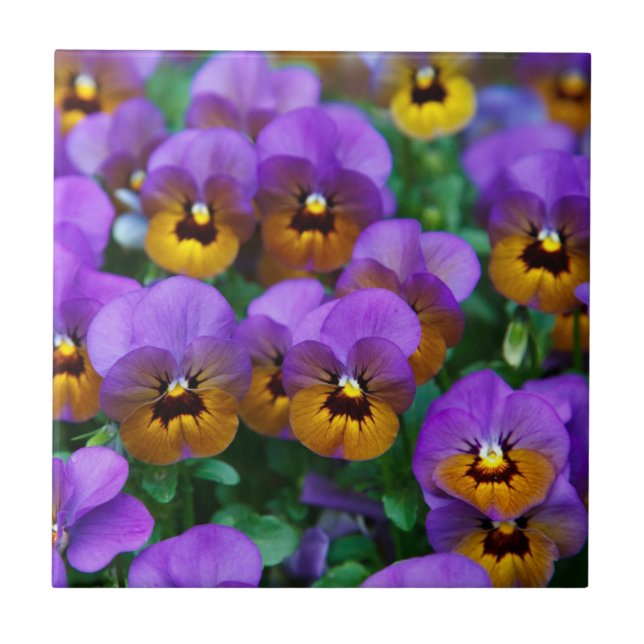 Lila und goldene Stiefmütterchen Fliese (Vorderseite)