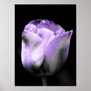 Lila und graue Tulip Poster