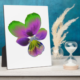 Lila und grüne Pansy Plaque Fotoplatte