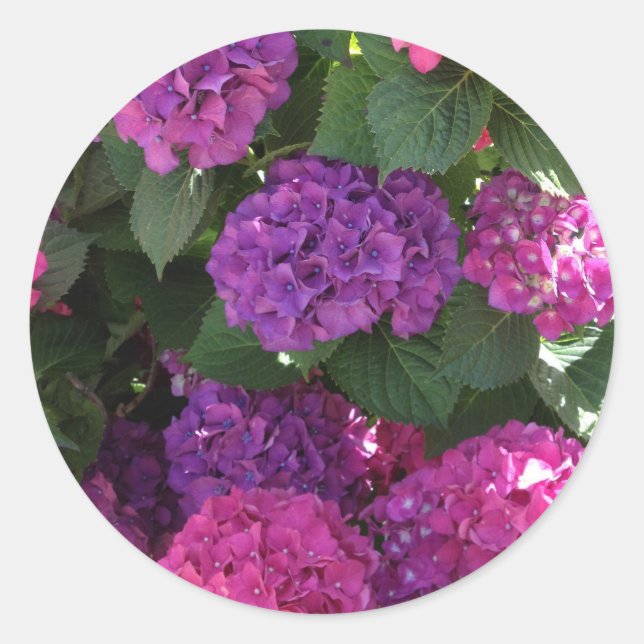 Lila und Magenta Hydrangea Stickers (Vorderseite)