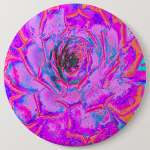 Lila und Magenta Sukkulente Sedumrosette Button